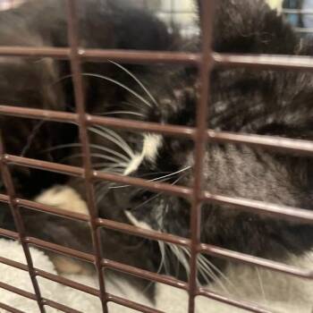 Memo -  Domestic Short Hair Cat for Adoption in Chicago, Illinois - Memo | PetCurious