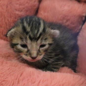 Peep (26-1G-3) -  Domestic Short Hair Cat for Adoption in Rifle, Colorado - Peep (26-1G-3) | PetCurious