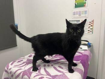 Arthur -  Domestic Short Hair Cat for Adoption in Kansas City, Missouri - Arthur | PetCurious