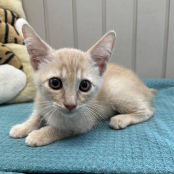 Zon -  Domestic Short Hair Cat for Adoption in Hawthorne, California - Zon | PetCurious