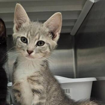 Shine -  Domestic Short Hair Cat for Adoption in Knoxville, Tennessee - Shine | PetCurious