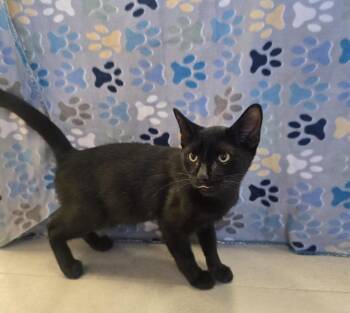 Jimothy -  Domestic Short Hair Cat for Adoption in Dickson, Tennessee - Jimothy | PetCurious