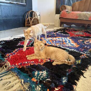 Rescue Domestic Short Hair Cats for Adoption in Rancho Mirage, California - Garfield And John | PetCurious