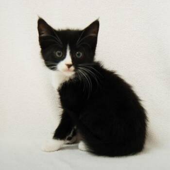 American Shorthair Cats Available for Adoption in Bethel, Connecticut - Hatteras | PetCurious