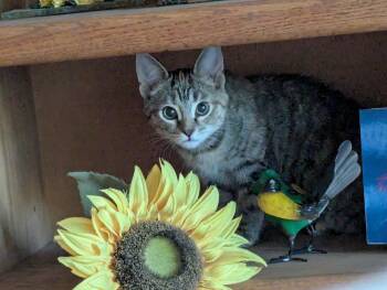 Domestic Short Hair Cats Available for Adoption in Vacaville, California - Lucy | PetCurious