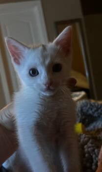 Riley -  Domestic Short Hair Cat for Adoption in San Antonio, Texas - Riley | PetCurious