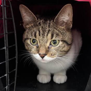 Roger -  Domestic Short Hair Cat for Adoption in Evanston, Illinois - Roger | PetCurious