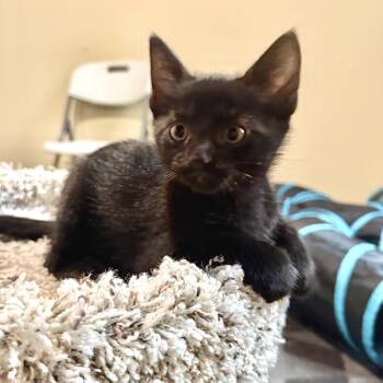 Gandalf -  Domestic Short Hair Cat for Adoption in Ferndale, Michigan - Gandalf | PetCurious