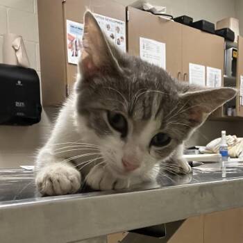 Nacho Fries -  Domestic Short Hair Cat for Adoption in Bristol, Indiana - Nacho Fries | PetCurious