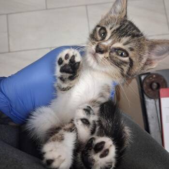 Dee Dee -  Domestic Short Hair Cat for Adoption in Lufkin, Texas - Dee Dee | PetCurious