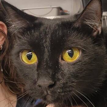 Domestic Short Hair Cats Available for Adoption in New York, New York - Marinara | PetCurious