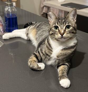 Rescue Domestic Short Hair Cats for Adoption in West Hollywood, California - Sonia | PetCurious