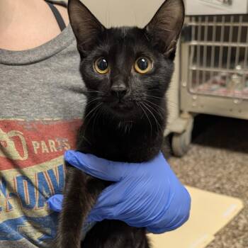 Ash -  Domestic Short Hair Cat for Adoption in Norman, Oklahoma - Ash | PetCurious