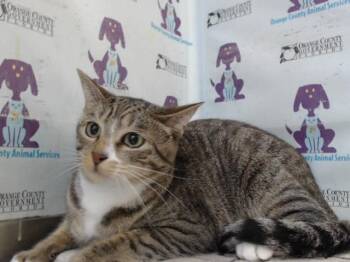 TIGGER -  Domestic Short Hair Cat for Adoption in Orlando, Florida - TIGGER | PetCurious