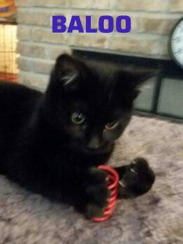 Domestic Short Hair Cats Available for Adoption - Baloo | PetCurious