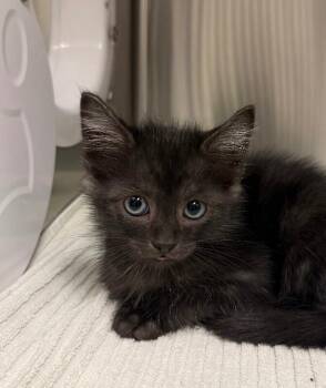 Vincent -  Domestic Short Hair Cat for Adoption in Yankton, South Dakota - Vincent | PetCurious