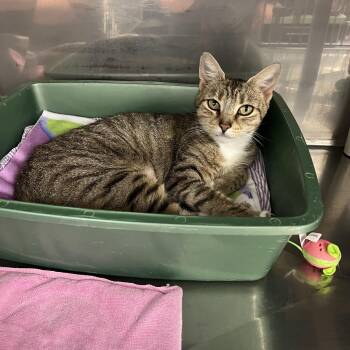 Domestic Short Hair Cats Available for Adoption in Montville, New Jersey - Puffer Fish | PetCurious