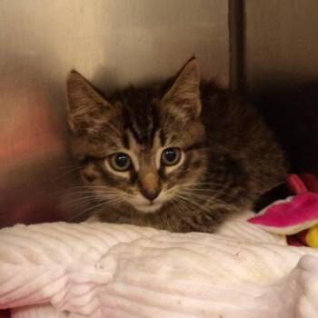 Birch -  Domestic Short Hair Cat for Adoption in New York, New York - Birch | PetCurious