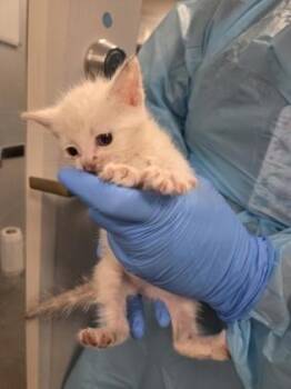 Toodle -  Domestic Short Hair Cat for Adoption in Fresno, California - Toodle | PetCurious