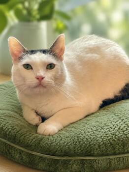 Binks -  Domestic Short Hair Cat for Adoption in Lacon, Illinois - Binks | PetCurious