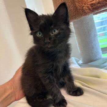 Thicket -  Domestic Short Hair Cat for Adoption in Houston, Texas - Thicket | PetCurious