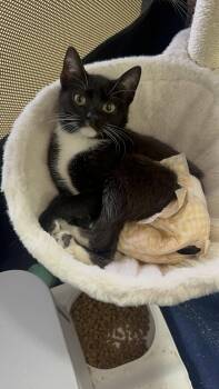 Rescue Domestic Short Hair Cats for Adoption in Philadelphia, Pennsylvania - KYLIE | Special Needs | PetCurious