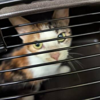 Lola -  Domestic Short Hair Cat for Adoption in Charlottesville, Virginia - Lola | PetCurious