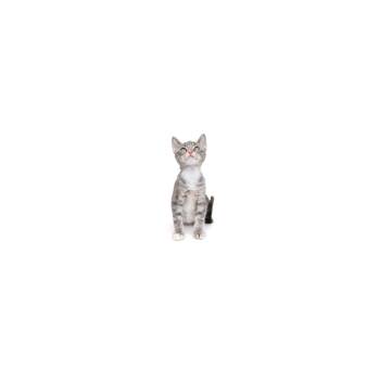 Blizzard -  Domestic Short Hair Cat for Adoption in Los Angeles, California - Blizzard | PetCurious