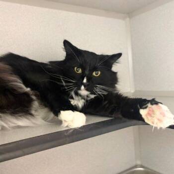 KIMCHI -  Domestic Medium Hair Cat for Adoption in Aurora, Colorado - KIMCHI | PetCurious