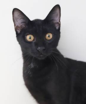 Clemence is a panther of EPIC proportions - GOLD EYES - SWEET SW -  Bombay and Exotic Shorthair Cat for Adoption in Bedford Hills, New York - Clemence Is A Panther Of EPIC Proportions - GOLD EYES - SWEET SW | PetCurious