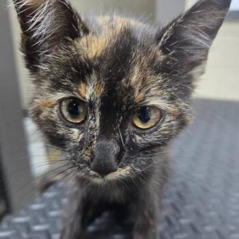 Freedom -  Domestic Short Hair Cat for Adoption in Madisonville, Kentucky - Freedom | PetCurious