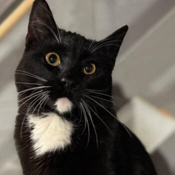 George -  Domestic Short Hair Cat for Adoption - George | PetCurious