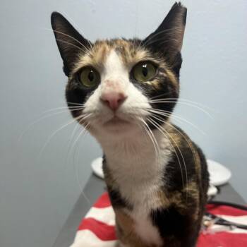 Domestic Short Hair Cats Available for Adoption - Eleanor | PetCurious