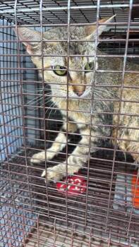 A657727 -  Domestic Short Hair Cat for Adoption in Houston, Texas - A657727 | PetCurious