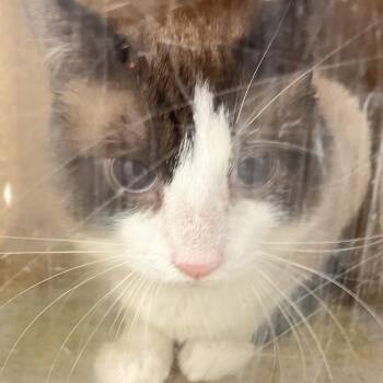 August -  Domestic Short Hair Cat for Adoption in Philadelphia, Pennsylvania - August | PetCurious