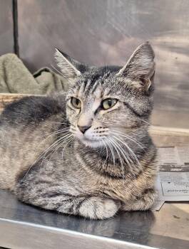Caney -  Tabby Cat for Adoption in Stanton, Kentucky - Caney | PetCurious