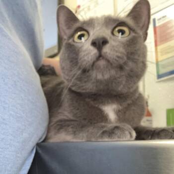 Lili -  Domestic Short Hair Cat for Adoption in Tulsa, Oklahoma - Lili | PetCurious