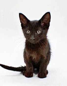 Tobias -  Domestic Short Hair Cat Available for Adoption in Morton Grove, Illinois - Tobias | PetCurious