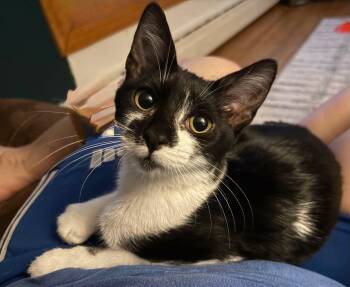 Parker - Adoption Fee 99 -  Domestic Medium Hair Cat for Adoption in Glocester, Rhode Island - Parker - Adoption Fee 99 | PetCurious
