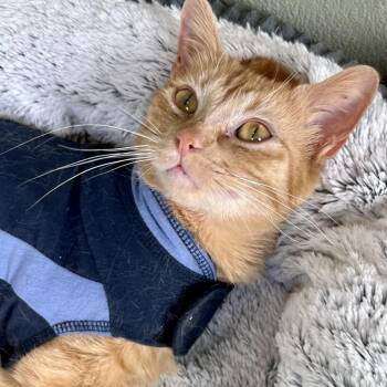 Rescue Domestic Short Hair Cats for Adoption in Kyle, Texas - SRIRACHA | PetCurious