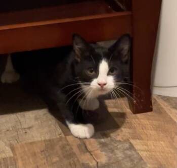 Cotton Socks -  Domestic Short Hair Cat for Adoption in Louisa, Virginia - Cotton Socks | PetCurious