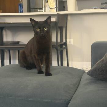 Domestic Short Hair Cats Available for Adoption - Eel | PetCurious