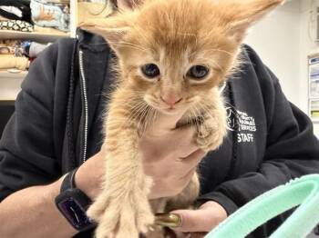 Domestic Short Hair Cats Available for Adoption in Camarillo, California - A881074 | PetCurious