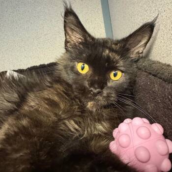 Eleanor -  Domestic Long Hair Cat for Adoption in Cedar Rapids, Iowa - Eleanor | PetCurious