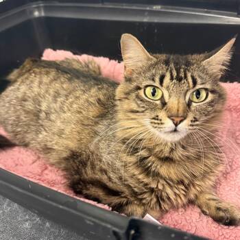 Domestic Medium Hair Cats Available for Adoption in Houston, Texas - Misty | PetCurious