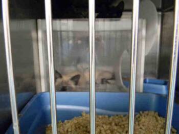 Siamese Cats Available for Adoption in Easton, Maryland - SINBAD | PetCurious