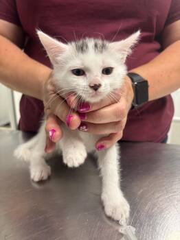 Eyja -  Domestic Short Hair Cat for Adoption in Fall River, Massachusetts - Eyja | PetCurious
