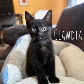 Clawdia -  Domestic Short Hair Cat for Adoption in Washington, Pennsylvania - Clawdia | PetCurious