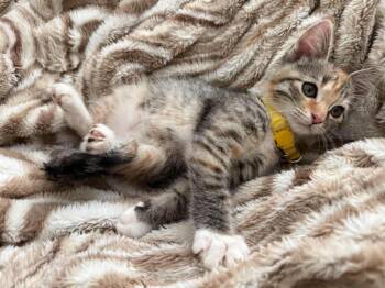 Praline -  Domestic Short Hair Cat for Adoption in Warrenville, South Carolina - Praline | PetCurious