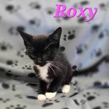 Roxy -  Domestic Short Hair Cat for Adoption in NEW PT RICHEY, Florida - Roxy | PetCurious